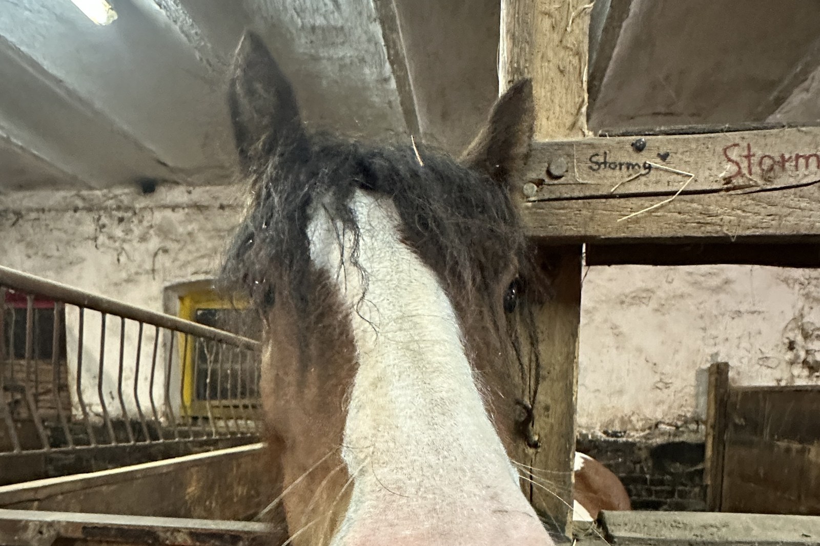 Pferd schaut über die Boxentür in die Stallgasse